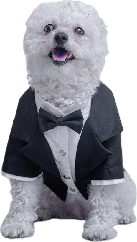 کت یقه انگلیسی سگ